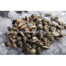 Frozen Baby clam in shell vacuum pack